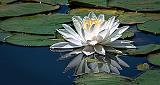 Water Lily_DSCF21019